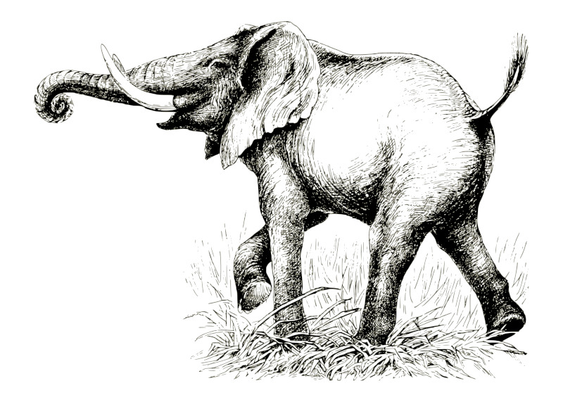 Walking Elephant Illustration in Black and White